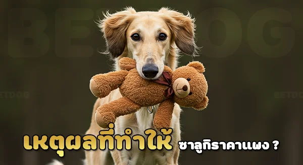 ซาลูกิ ราคาแพง