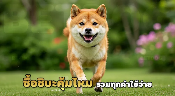 ซื้อสุนัขชิบะ คุ้มไหม
