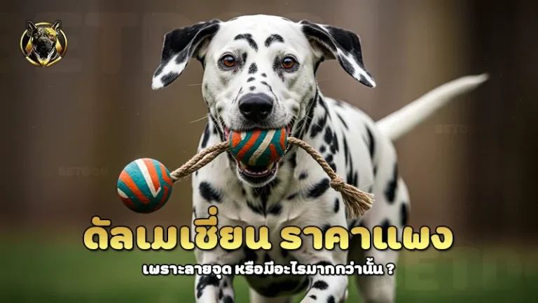 ดัลเมเชี่ยน ราคาแพง