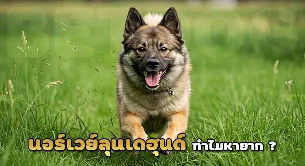 นอร์เวย์ ลุนเดฮุนด์ หายาก