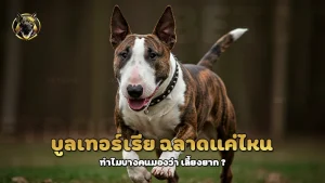 บูลเทอร์เรีย ฉลาดแค่ไหน