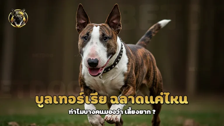 บูลเทอร์เรีย ฉลาดแค่ไหน