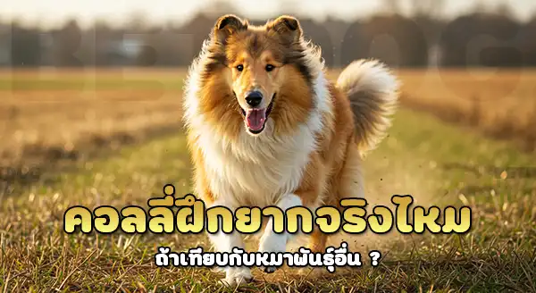 รัฟ คอลลี่ ฝึกยากไหม
