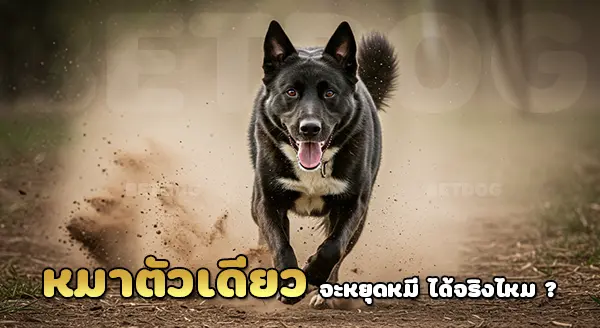 สุนัขคาริเลียน แบร์ ด็อก