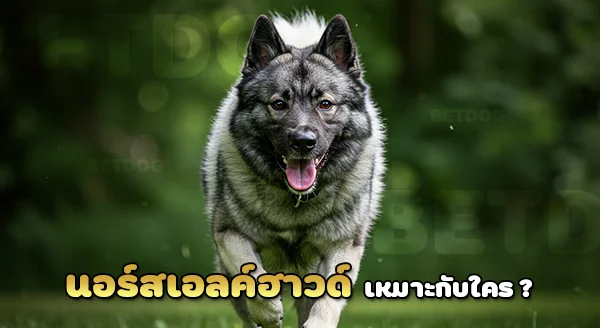สุนัขนอร์วีเจียน เอลค์ฮาวด์