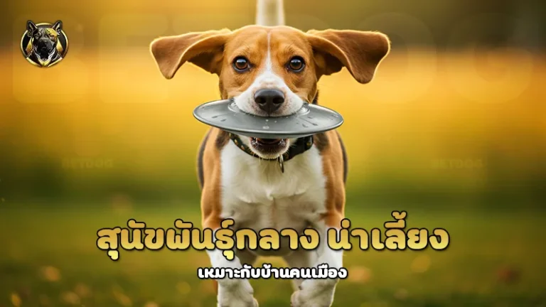 สุนัขพันธุ์กลาง น่าเลี้ยง