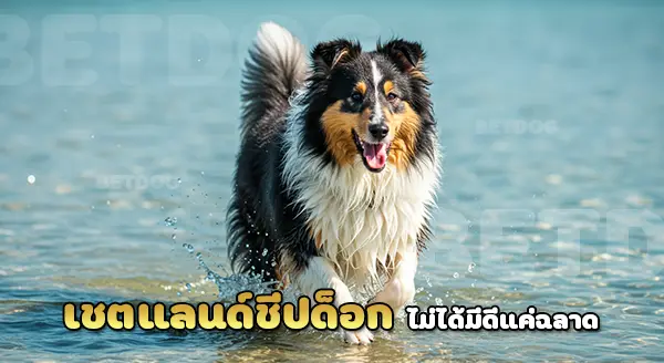 สุนัขเชตแลนด์ ชีปด็อก