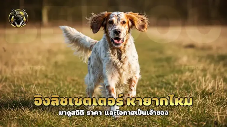 อิงลิชเซตเตอร์ หายากไหม