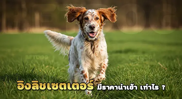 อิงลิชเซตเตอร์ หายากไหม