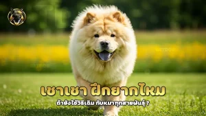 เชาเชา ฝึกยากไหม