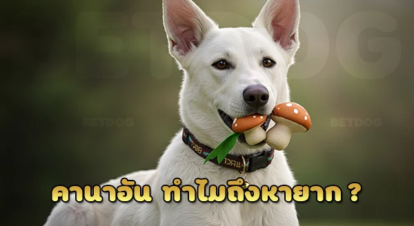คานาอัน ทำไมหายาก