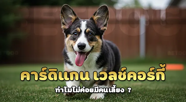 คาร์ดิแกน คอร์กี้ หายาก