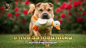 ชาเป่ย ฉลาดขนาดไหน