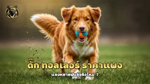 ดั๊ก ทอลเลอร์ ราคาแพง