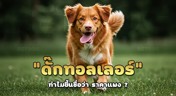 ดั๊ก ทอลเลอร์ ราคาแพง