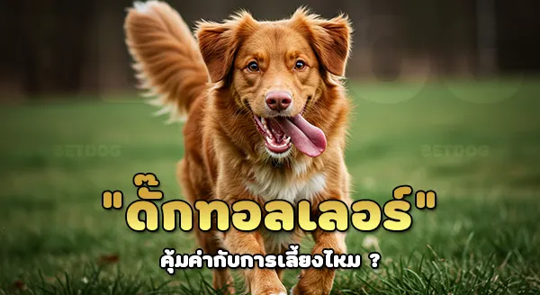 ดั๊ก ทอลเลอร์ ราคาแพง