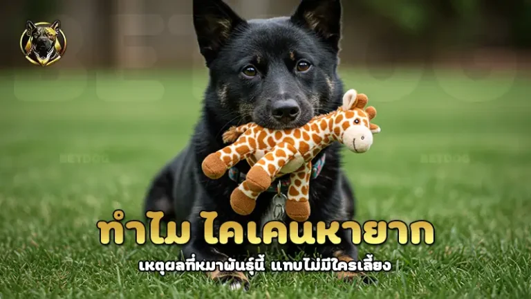 ทำไม ไคเคนหายาก