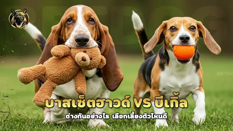 บาสเซ็ตฮาวด์ vs บีเกิ้ล