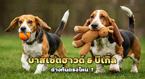 บาสเซ็ตฮาวด์ vs บีเกิ้ล