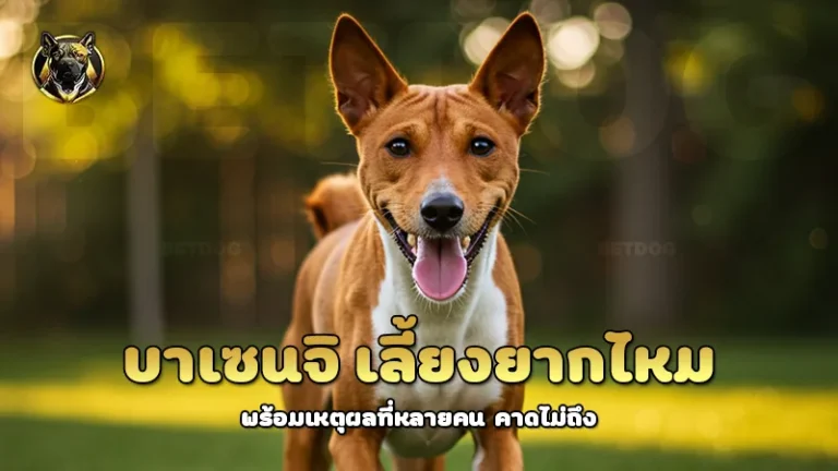 บาเซนจิ เลี้ยงยากไหม