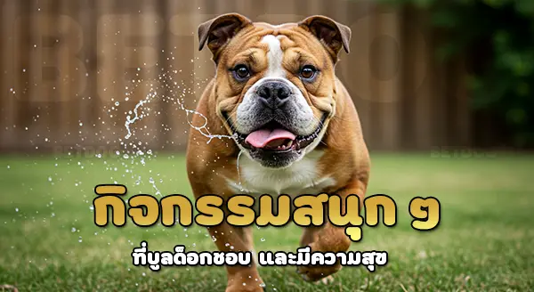 บูลด็อก ชอบอะไร