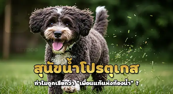 ประวัติ สุนัขน้ำโปรตุเกส