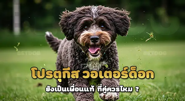 ประวัติ สุนัขน้ำโปรตุเกส