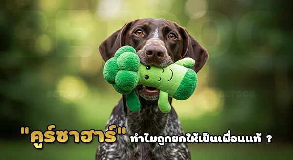 พอยน์เตอร์ ขนสั้นเยอรมัน