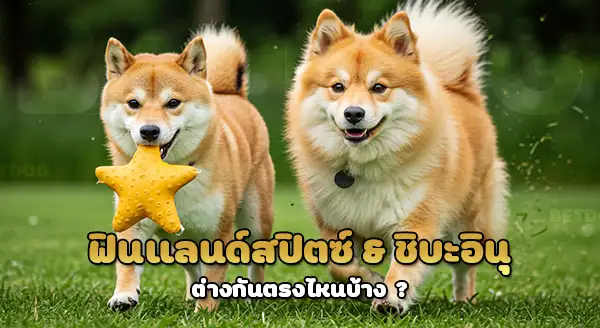 ฟินแลนด์สปิตซ์ vs ชิบะอินุ