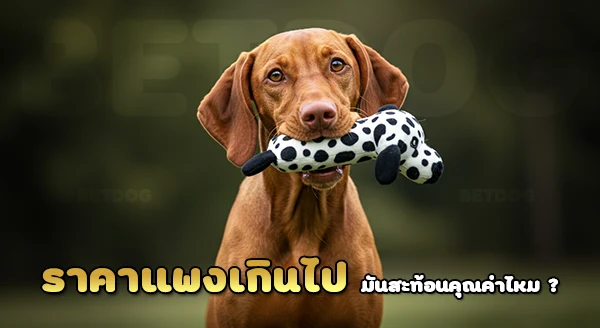 วิซสลา ราคาเท่าไร