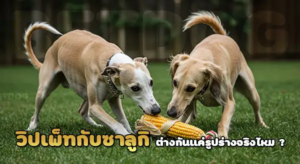 วิปเพ็ท vs ซาลูกิ