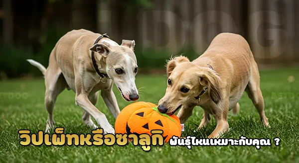 วิปเพ็ท vs ซาลูกิ