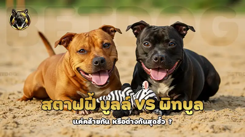 สตาฟฟี้ บูลล์ vs พิทบูล
