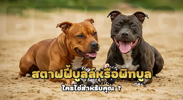 สตาฟฟี้ บูลล์ vs พิทบูล