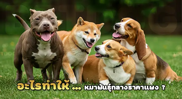 สุนัขพันธุ์กลาง ราคาแพง