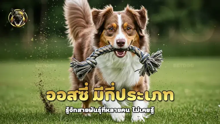 ออสซี่ มีกี่ประเภท