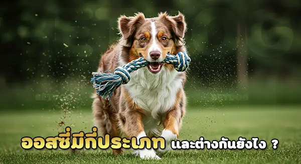 ออสซี่ มีกี่ประเภท