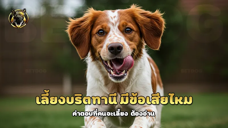 เลี้ยงบริตทานี มีข้อเสียไหม