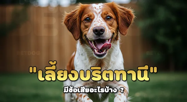 เลี้ยงบริตทานี มีข้อเสียไหม