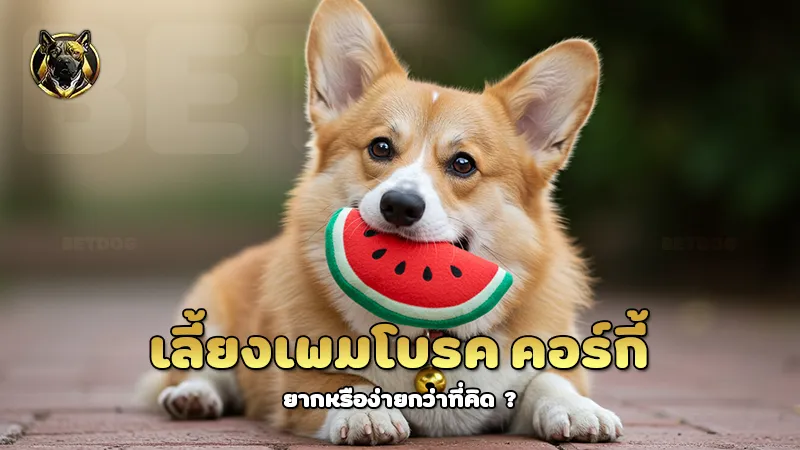 เลี้ยงเพมโบรค คอร์กี้