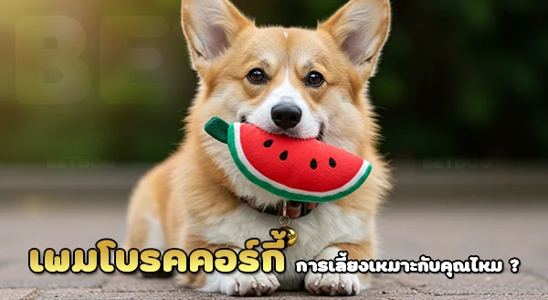 เลี้ยงเพมโบรค คอร์กี้