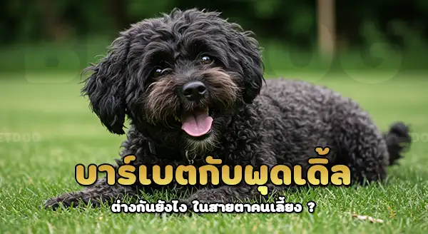 บาร์เบต เป็นพุดเดิ้ลไหม