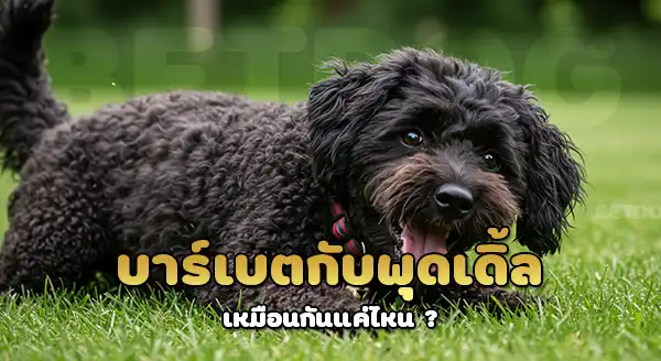 บาร์เบต เป็นพุดเดิ้ลไหม