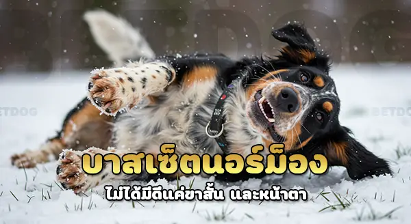 บาสเซ็ต อาร์เตเซียง นอร์ม็อง