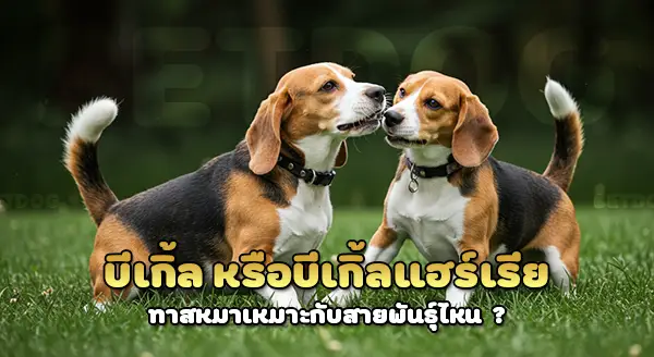 บีเกิ้ล vs บีเกิ้ล แฮร์เรีย