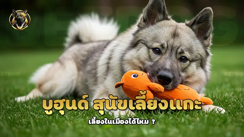 บูฮุนด์ สุนัขเลี้ยงแกะ