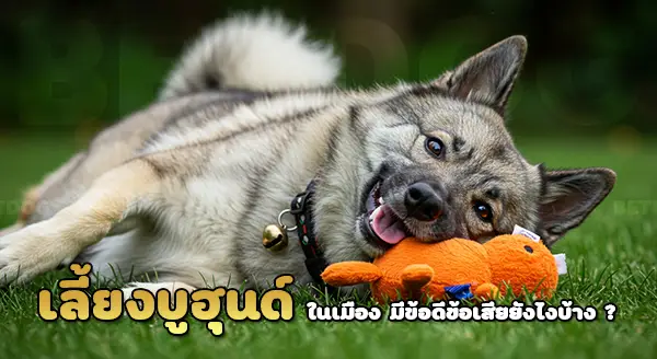 บูฮุนด์ สุนัขเลี้ยงแกะ