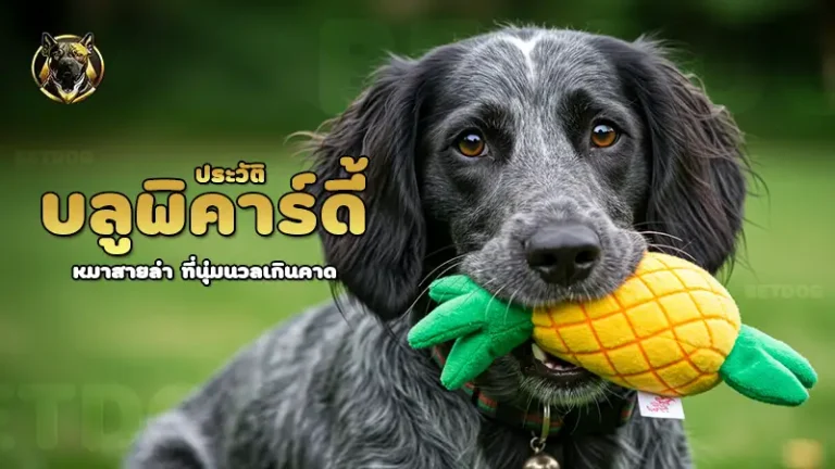 ประวัติ บลูพิคาร์ดี้