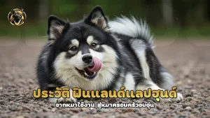 ประวัติ ฟินแลนด์แลปฮุนด์