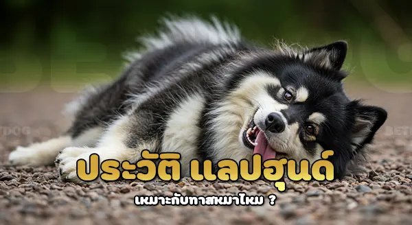 ประวัติ ฟินแลนด์แลปฮุนด์